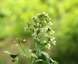 Český potravinový systém musí využít potenciál rostlin, zaznělo ve Sněmovně