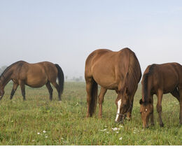 Vláda schválila programy na zvýšení počtu studentů učitelství a veteriny