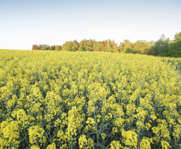 V ČR se daří snižovat spotřebu přípravků na ochranu rostlin. Od roku 2018 klesla o 11,4 procenta