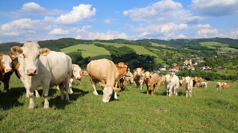 Další nevládní zemědělské organizace požadují změny ve Strategickém plánu