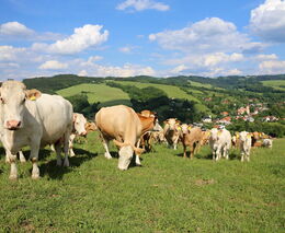 Ve sporu o dotace jde i o budoucí podobu českého venkova a zemědělství