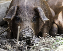 Česku se daří omezovat antibiotika v zemědělství, výzvou zůstává chov prasat