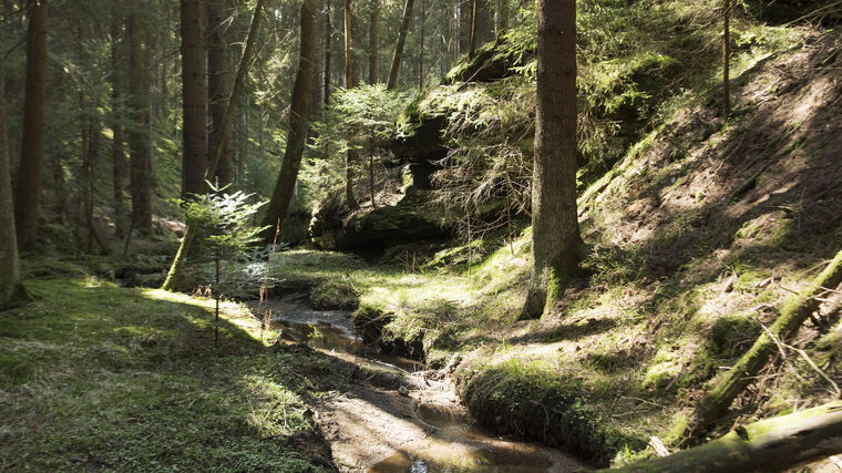 Kvůli suchým stromům nemohou turisté do Boubínského pralesa. Mnozí zákaz porušují