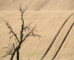 Evropa už ví, jak obnovit přírodu. V Česku plán ukončí éru lánů polí