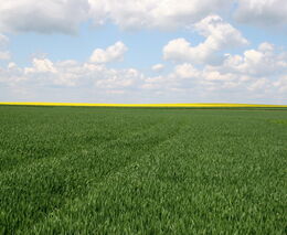 České farmy jsou více než desetkrát větší než v Polsku, podle svazu je to výhoda 