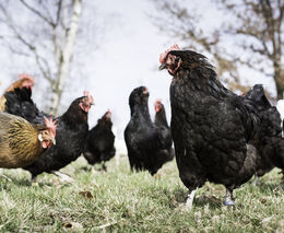 V Trhových Dušníkách byl prokázán nebezpečný podtyp ptačí chřipky H5N1