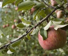 Pozvánka na Zemskou výstavu ovoce starých odrůd
