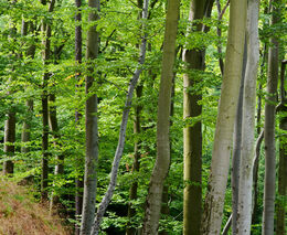 Ochranáři na Pálavě prosvětlili les, chtějí podpořit vzácnější druhy organismů