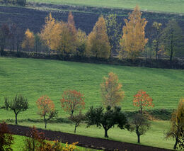 Martin Smetana: Jak sadit stromy na pole?
