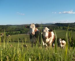 Pozvánka na Symposium Živé zemědělství