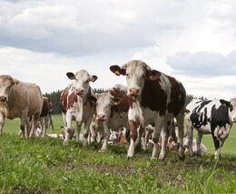 ASZ ČR: Týrání zvířat v chovech vytváří negativní obraz celého zemědělství v ČR