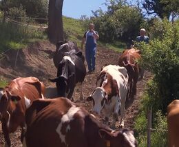 Moderátor Václav Moravec na jeden den sedlákem