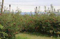 Dožínky v atmosféře rodinného statku