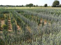 K radosti pana Mendela