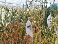 K radosti pana Mendela