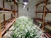 K radosti pana Mendela