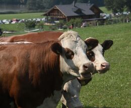 Faremní produkty z českého Skotska velkým lákadlem  