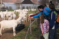 V Ratibořicích se uskuteční Svatojánské farmářské slavnosti 