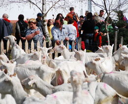 Kozí mléko léčí. Navštivte farmu, kde z něho vyrábí lahůdky