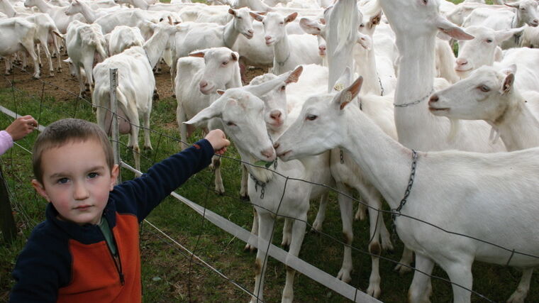 Letošní Farmářské slavnosti startují již za čtyři dny 