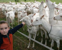 Letošní Farmářské slavnosti startují již za čtyři dny 