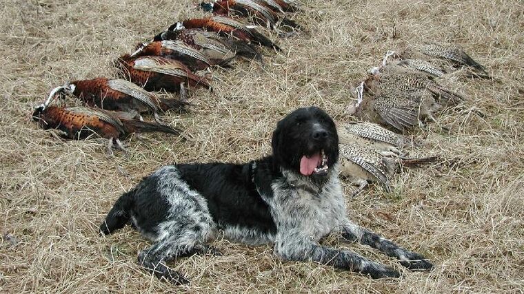 Panská zvůle lidové myslivosti