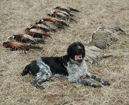 Panská zvůle lidové myslivosti