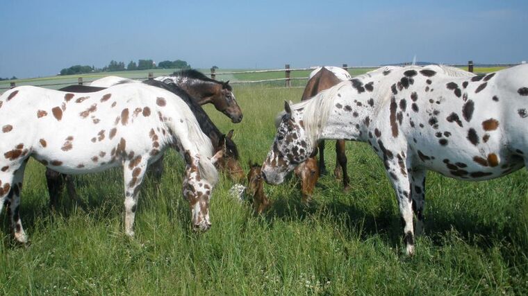 Farmářské slavnosti tentokrát ve westernovém stylu