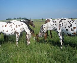 Farmářské slavnosti tentokrát ve westernovém stylu
