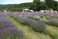 Asociace představila „Příběh jídla“ v levandulovém království