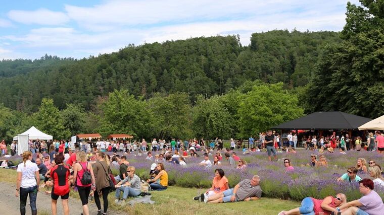 Pozvánka na Ovčácký den na Levandulovém statku Bezděkov