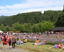 Pozvánka na Ovčácký den na Levandulovém statku Bezděkov