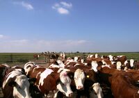 Za poznáním, zábavou i dobrodružstvím na farmu rodiny Sotonových do Trstěnic u Litomyšle 
