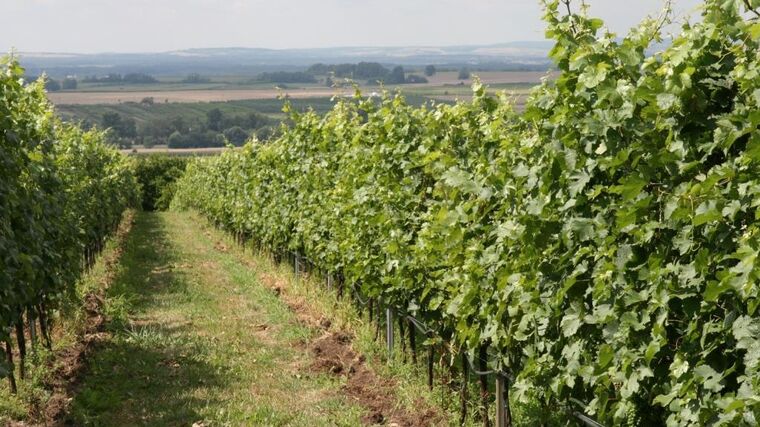 Na Selské slavnosti do rodinného vinařství Maděřič