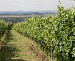 Na Selské slavnosti do rodinného vinařství Maděřič