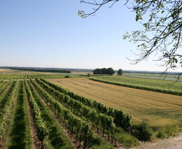 Všude je chléb o dvou kůrkách