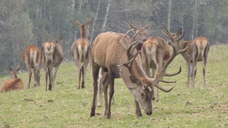 Jak se daří chovatelům farmové zvěře?