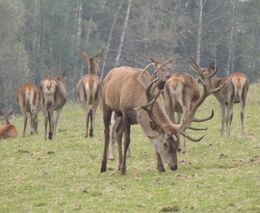 Jak se daří chovatelům farmové zvěře?