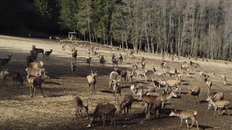 Chovatelé farmové zvěře nezahálejí ani letos