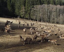 Chovatelé farmové zvěře nezahálejí ani letos