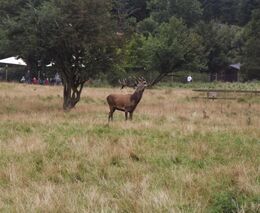 Jak nám v Dánsku troubili jeleni
