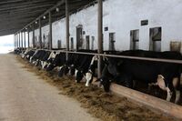 Sedláci z Asociace oceněni na Středočeských dožínkách