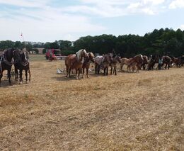 Nejen za historií sklizně obilí