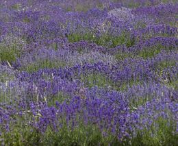 Lidem přináší radost a relax. Levandulová zahrada je na Litoměřicku fenoménem