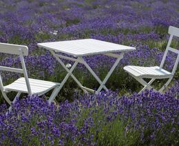 Levandulový festival na statku v Bezděkově