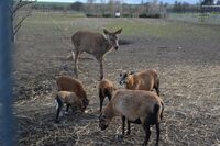 Europoslankyně Michaela Šojdrová navštívila farmáře v Ústeckém kraji