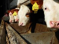 I Hujerových je proti nám málo aneb Druhá farmářská náchodská jízda