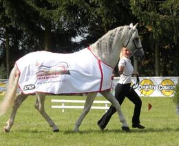 Nejkrásnější kůň 2014 dekorován 