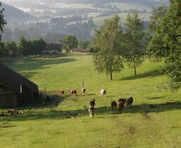 Šumavské pokochání