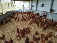 Jak nás inspirovali sedláci v sousedním Rakousku